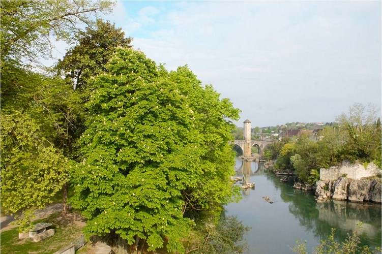 Arbres exceptionnels4