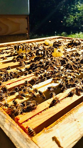 Le rucher des plats_3