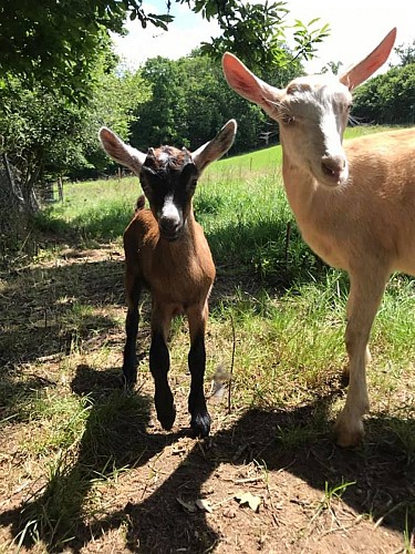 Les fromages de chèvre du Bois la Gane_1