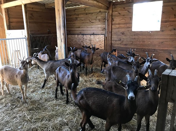 Les fromages de chèvre du Bois la Gane_3