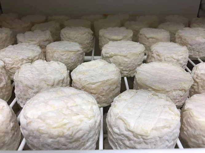 Les fromages de chèvre du Bois la Gane_4