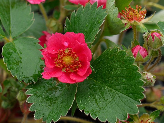 fraisier fleur rouge (2)