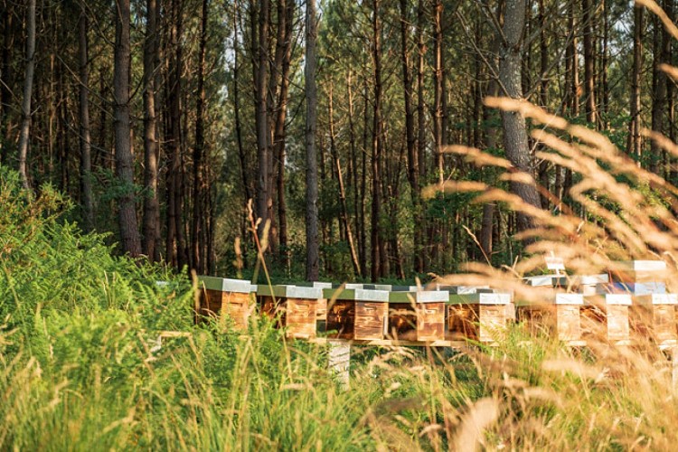 Apis Mellona - Apiculteur