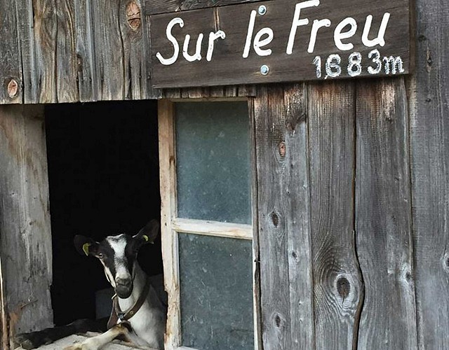 Freu Alpine Pasture