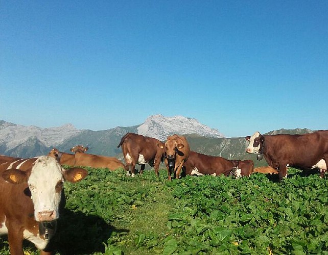 Freu Alpine Pasture