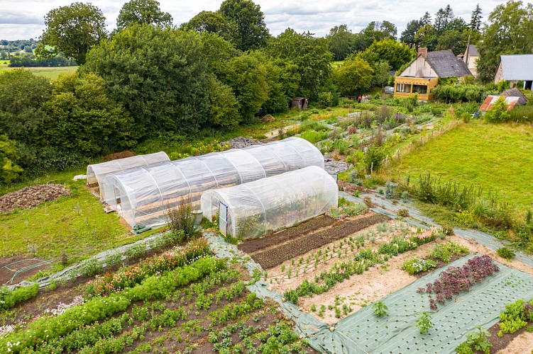 Créations florales et fleurs de saison - La Tige Locale