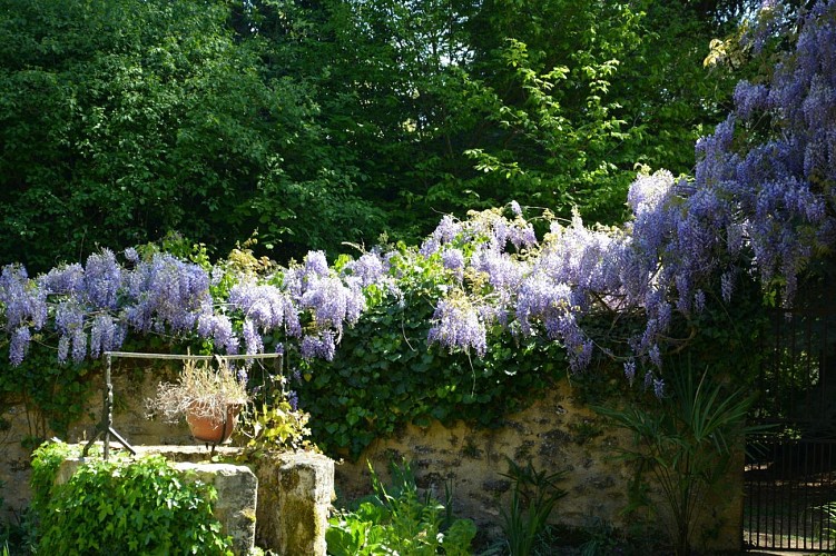 La Petite Moissie_Glycines