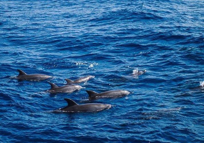 Croisière observation des dauphins et snorkeling au large d'Hurghada - Guide francophone & transferts inclus