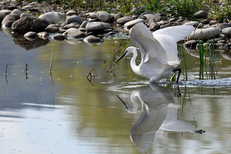 Réserve départementale de biodiversité d’Argentat-sur-Dordogne