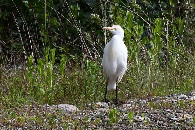 Réserve départementale de biodiversité d’Argentat-sur-Dordogne