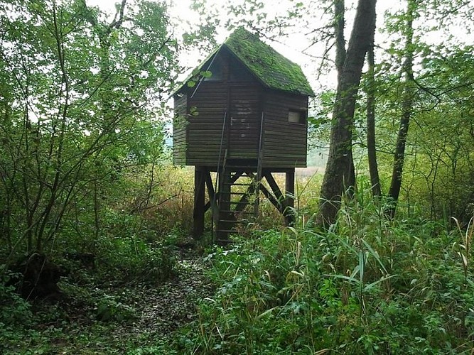 Observatoire des oiseaux