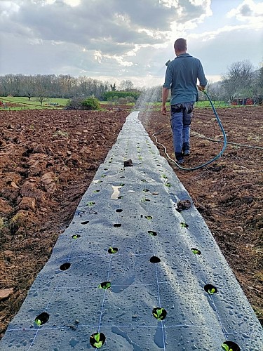 L'arrosage de salades_9