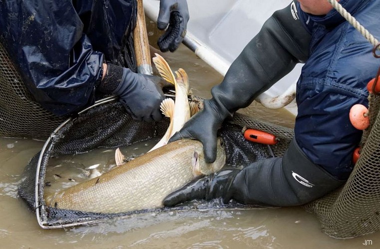 La pisciculture des étangs (fin automne-hiver)