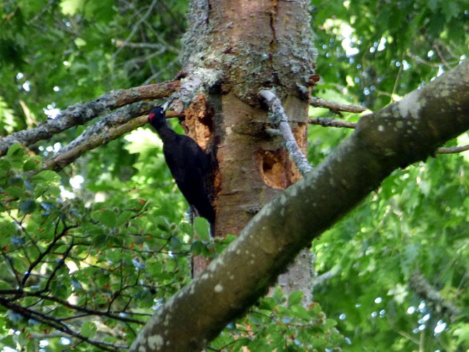 Pic-noir au bois de l'embarcadère_6