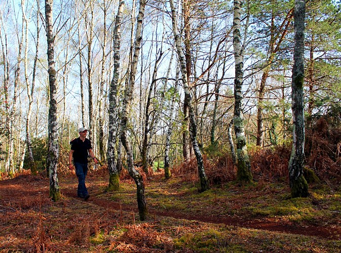 Dans la boulaie au sommet du peu de Châtelus_2