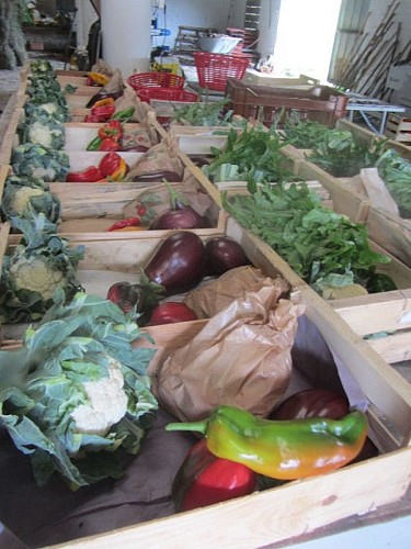 Terre Ferme, maraîchage bio