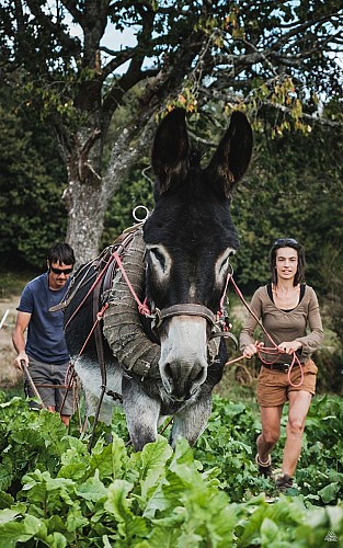 Terre Ferme, maraîchage bio