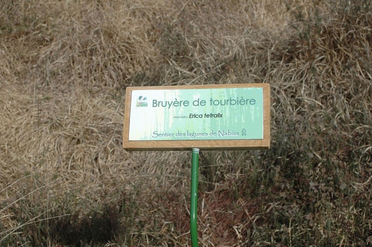 Arue---Lagune-Nabias--4-