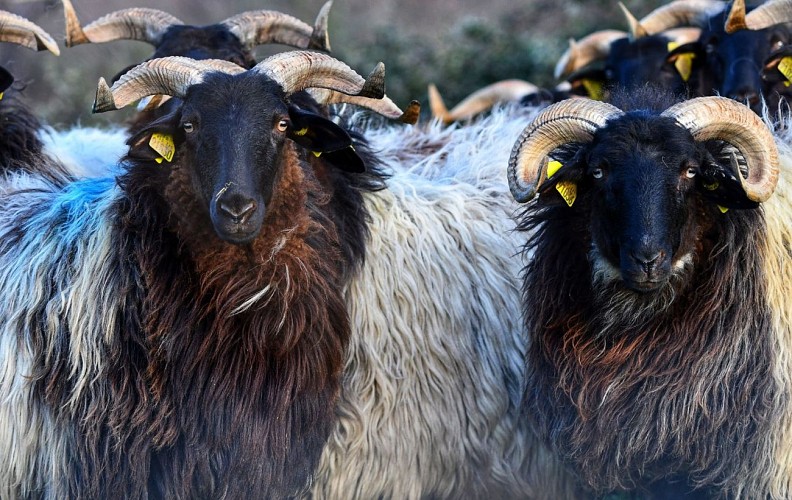 Txiki Combi - A la rencontre des animaux emblématiques basques