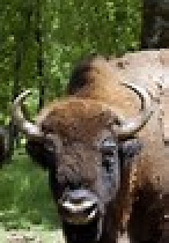 Bison au Zoodyssée à Villiers-en-Bois