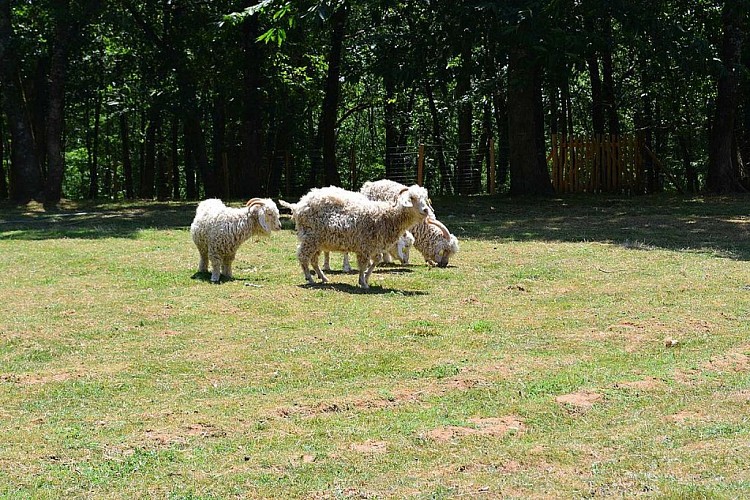 Mielys Sphere Ferme pédagogique Périgord Dordgne ateliers enfant vacances