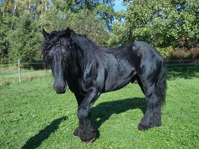 Jument Lait Trait de Caro