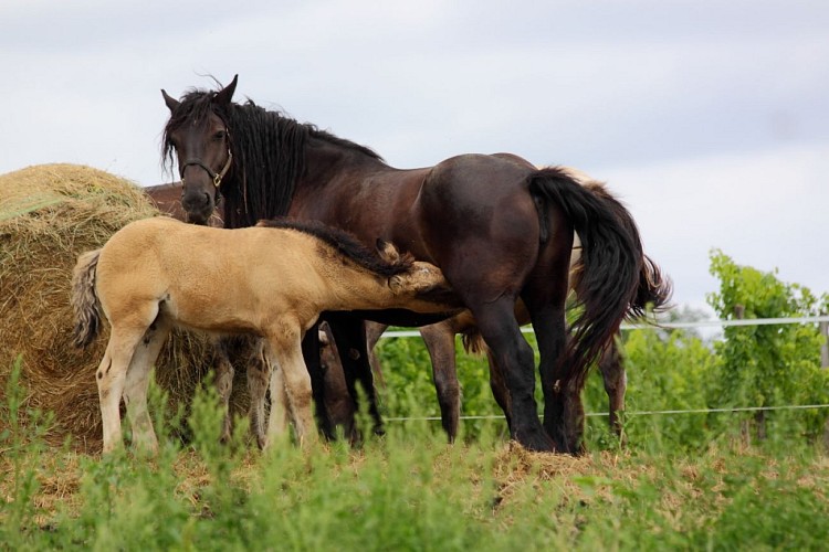Poulain avec jument - Lait Trait de Caro