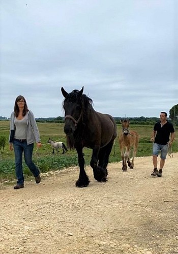 Lait-trait-cheval-redim