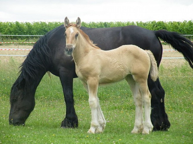 Jument avec son poulain - Lait Trait de Caro