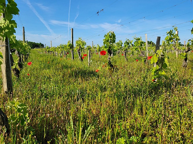 apero vignes hourtinducasse 2025 2