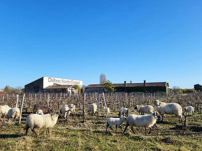 apero vignes hourtinducasse 2025 4