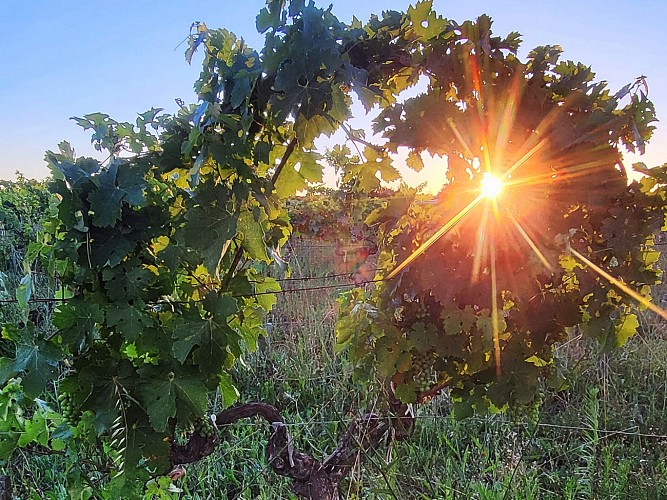 apero vignes hourtinducasse 2025 5