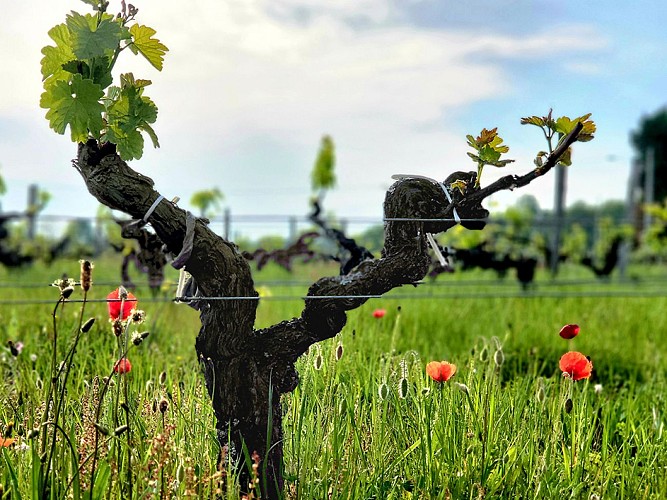 apero vignes hourtinducasse 2025 6