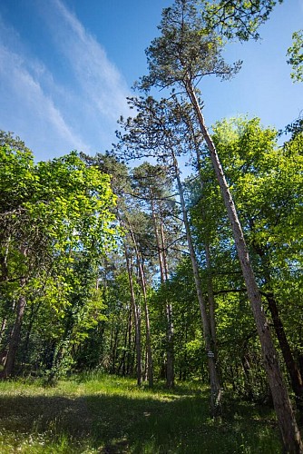 Lx II Flambeau - DAN_2098 GR 1 7