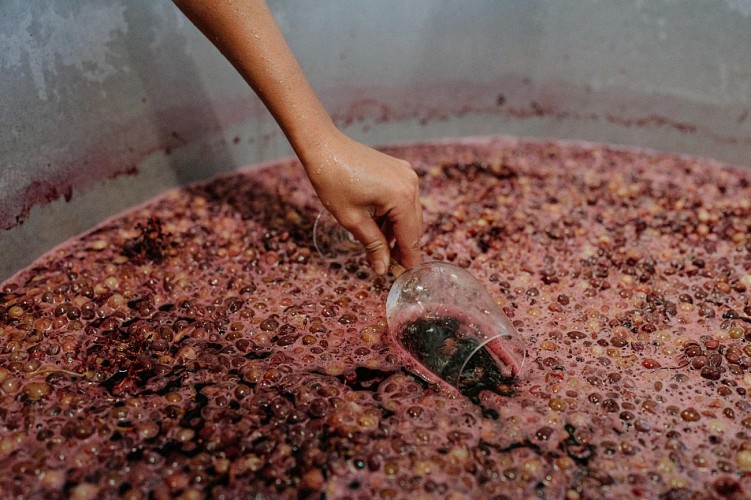 combrillac-vignoble-vendanges-septembre-2022-ulrike-photographe-Bergerac-65