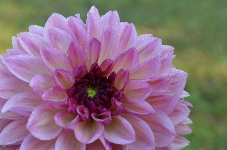 edenetsens-reclus--1-