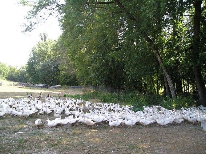 Canards Payenchet SIRT