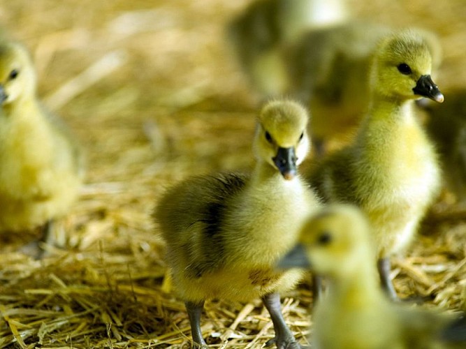 Oisons redim sirtaqui