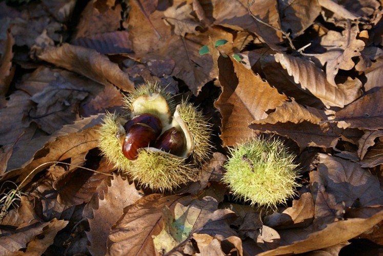 Dartenset chataignes