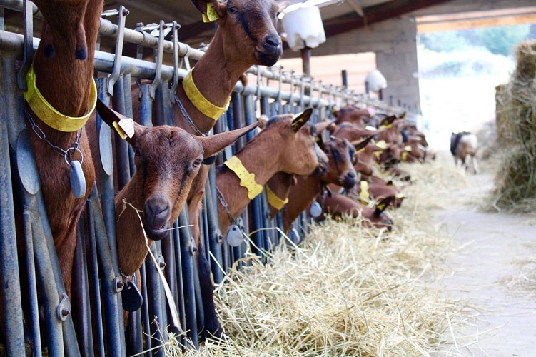 44171236-245033546167516-259497500208005120-o