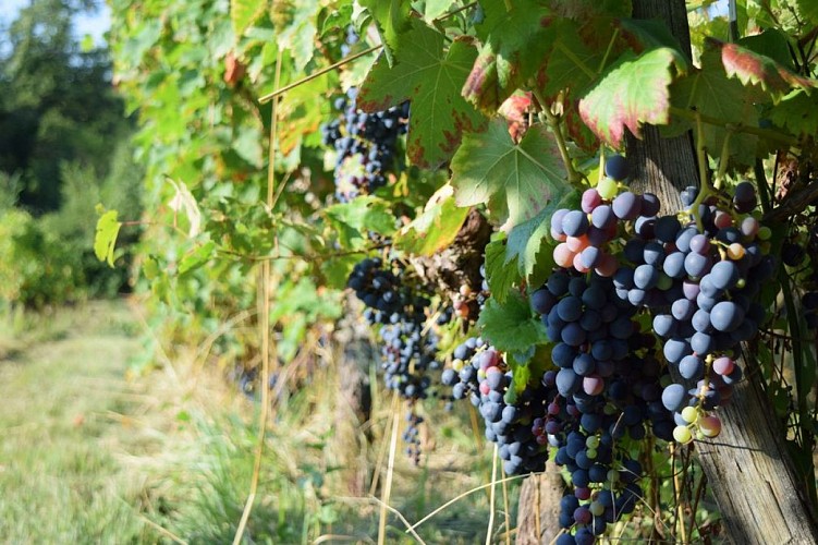 autour_saussignac-chateau_la_maurigne (41)-2