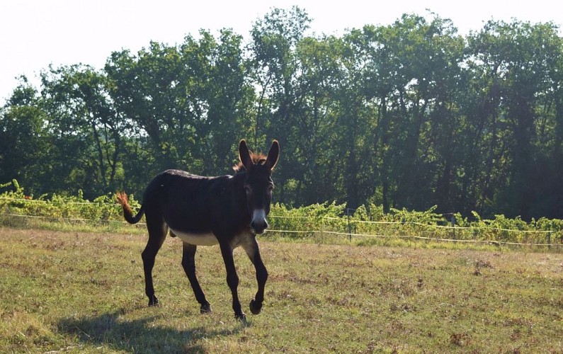 autour_saussignac-chateau_la_maurigne (31)-2