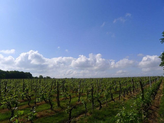 chateau-de-peyrel (4)