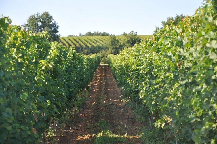 Domaine de Perreau Sauvignon Gris 2