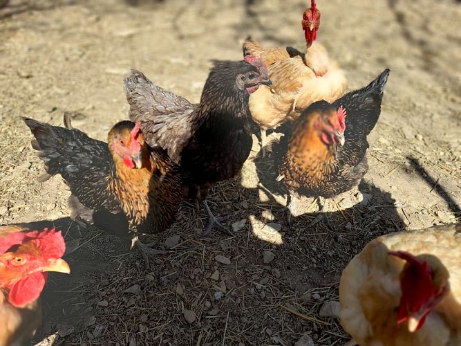 Dame-blanche-Genis (11)