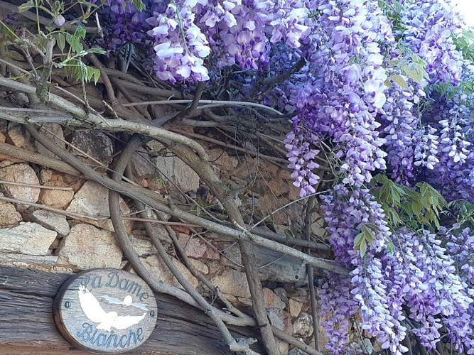 Dame-blanche-Genis (1)