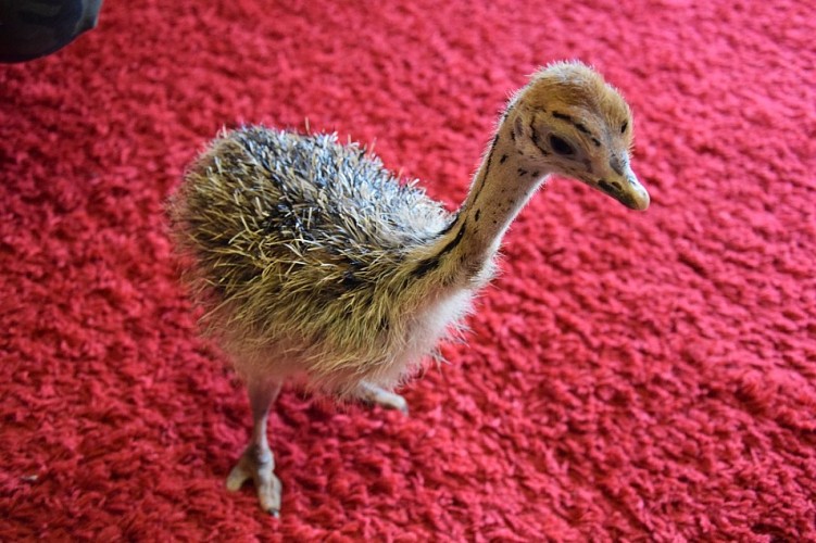 Autruches-neuvicoises--34-