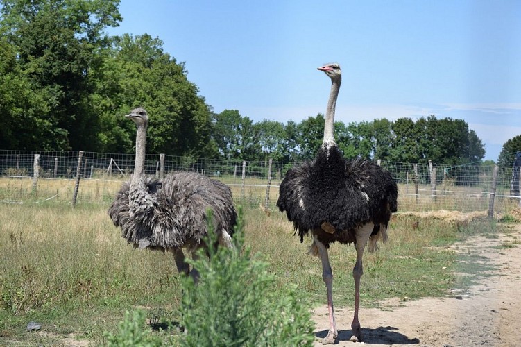 autruche-neuvicoise--26B-