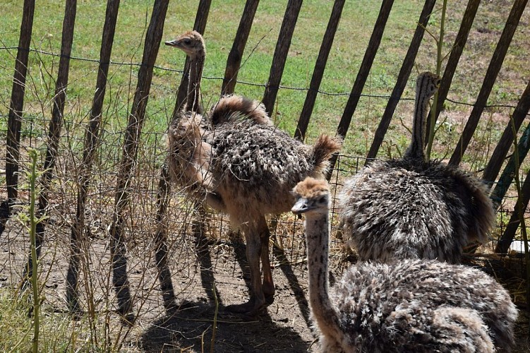 autruche-neuvicoise--6-