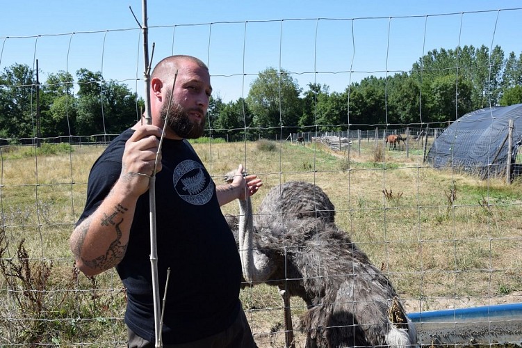 autruche-neuvicoise--9B-